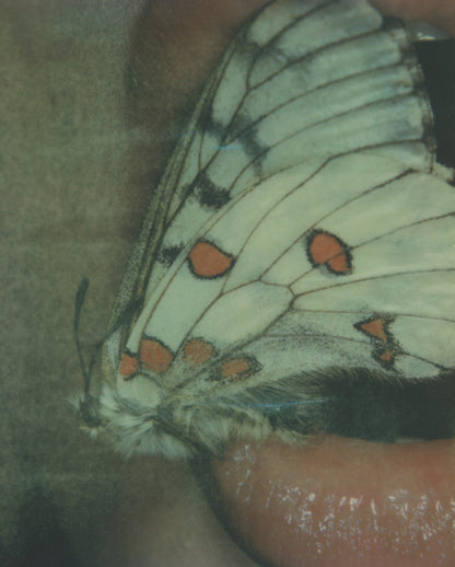 Parnassius Phoebus 2