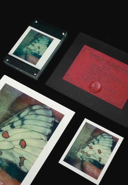 Parnassius Phoebus 2